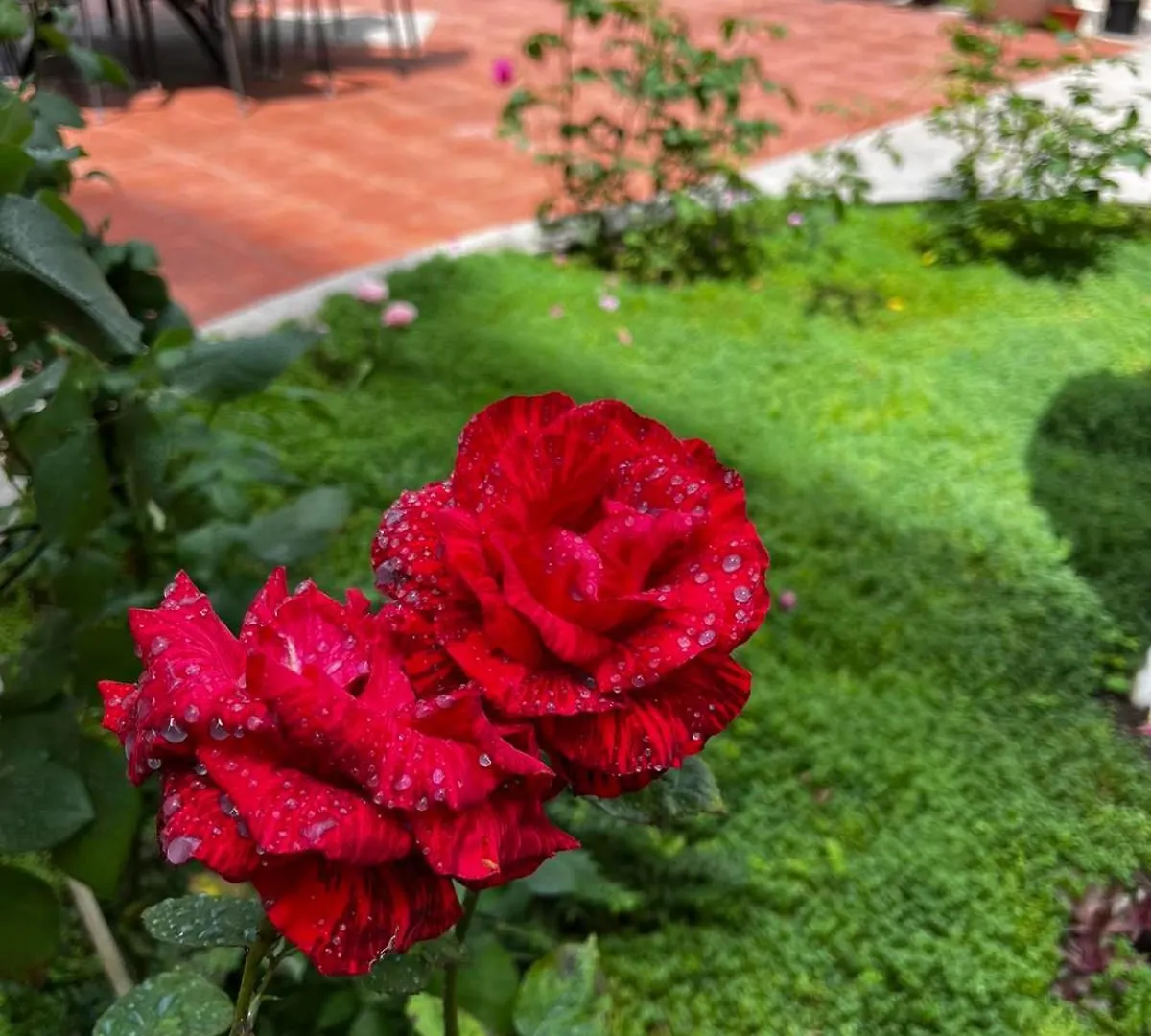 Rose Garden Omax Apartments Sunny Beach 3*,  Bulgaria