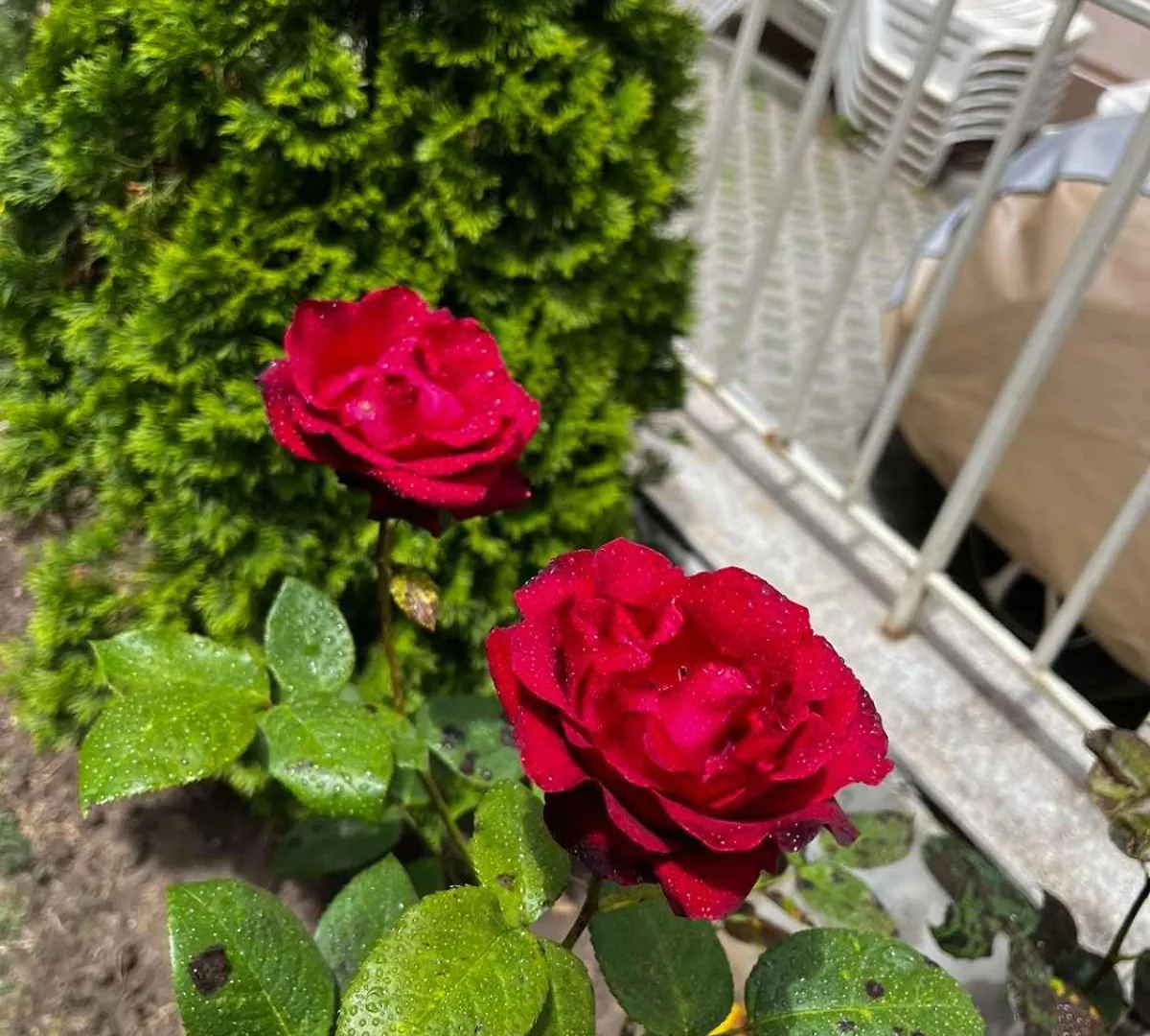 Rose Garden Omax Apartments Sunny Beach